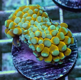 No.4 オオバナサンゴ マルチカラーを買うならアクアスタイルユー 大阪