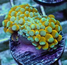 画像2: No.14 ミニゴールドトーチ　スペシャルカラー (2)