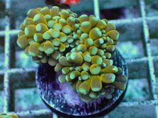 画像1: No.15 ミニゴールドトーチ　スペシャルカラー (1)