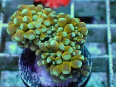 画像2: No.15 ミニゴールドトーチ　スペシャルカラー (2)