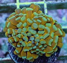 画像1: No.16 ミニゴールドトーチ　スペシャルカラー (1)