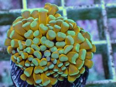 画像2: No.16 ミニゴールドトーチ　スペシャルカラー (2)