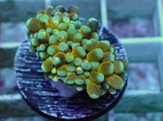 画像1: No.17 ミニゴールドトーチ　スペシャルカラー (1)