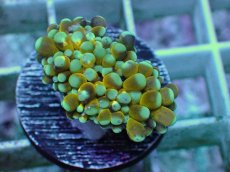 画像2: No.17 ミニゴールドトーチ　スペシャルカラー (2)