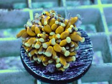 画像1: No.18 ミニゴールドトーチ　スペシャルカラー (1)