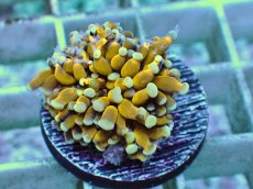 画像2: No.18 ミニゴールドトーチ　スペシャルカラー (2)