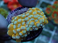 画像1: No.19 ミニゴールドトーチ　スペシャルカラー (1)