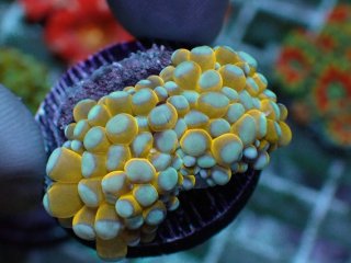 フラワーコーラルを買うならアクアスタイルユー｜大阪からサンゴを全国