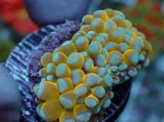 画像2: No.19 ミニゴールドトーチ　スペシャルカラー (2)