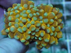 画像1: No.20 ミニゴールドトーチ　スペシャルカラー (1)