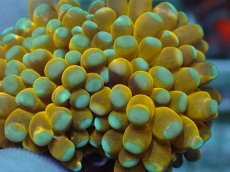 画像2: No.20 ミニゴールドトーチ　スペシャルカラー (2)