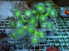 画像1: No.1 オーストラリア産 ウィスカーズコーラル　XLサイズ (1)