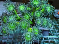 画像2: No.1 オーストラリア産 ウィスカーズコーラル　XLサイズ (2)