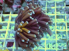 画像1: No.21 ミニゴールドトーチ (1)