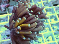 画像2: No.21 ミニゴールドトーチ (2)