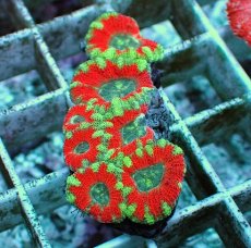 画像1: No.1 カクオオトゲキクメイシ ツートン (1)