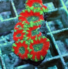 画像2: No.1 カクオオトゲキクメイシ ツートン (2)