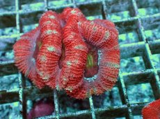 画像1: No.2 オーストラリア産 カクオオトゲキクメイシ マルチカラー (1)