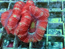 画像2: No.2 オーストラリア産 カクオオトゲキクメイシ マルチカラー (2)