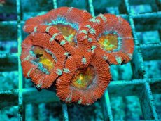 画像1: No.3 カクオオトゲキクメイシ ツートン (1)