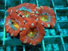 画像2: No.3 カクオオトゲキクメイシ ツートン (2)