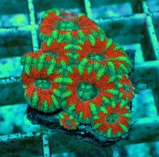 画像1: No.4 オーストラリア産 カクオオトゲキクメイシ マルチカラー (1)