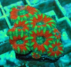 画像2: No.4 オーストラリア産 カクオオトゲキクメイシ マルチカラー (2)