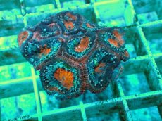 画像1: No.5 オーストラリア産 カクオオトゲキクメイシ ツートン (1)