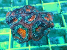 画像2: No.5 オーストラリア産 カクオオトゲキクメイシ ツートン (2)