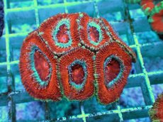 画像1: No.6 オーストラリア産 カクオオトゲキクメイシ ツートン (1)