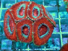 画像2: No.6 オーストラリア産 カクオオトゲキクメイシ ツートン (2)