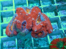 画像1: No.7 オーストラリア産 カクオオトゲキクメイシ マルチカラー (1)