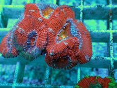 画像2: No.7 オーストラリア産 カクオオトゲキクメイシ マルチカラー (2)