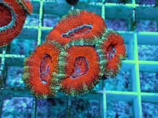 画像1: No.8 オーストラリア産 カクオオトゲキクメイシ マルチカラー (1)