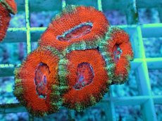 画像2: No.8 オーストラリア産 カクオオトゲキクメイシ マルチカラー (2)