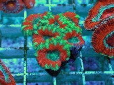 画像1: No.9 カクオオトゲキクメイシ ツートン (1)