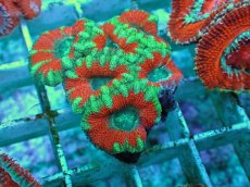 画像2: No.9 カクオオトゲキクメイシ ツートン (2)