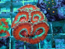 画像1: No.10 オーストラリア産 カクオオトゲキクメイシ ツートン (1)