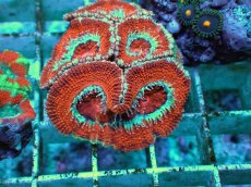 画像2: No.10 オーストラリア産 カクオオトゲキクメイシ ツートン (2)