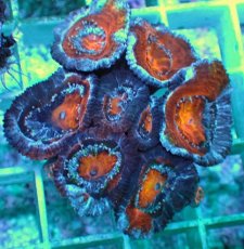 画像1: No.11 オーストラリア産 カクオオトゲキクメイシ ツートン (1)