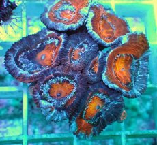 画像2: No.11 オーストラリア産 カクオオトゲキクメイシ ツートン (2)