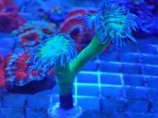 画像1: No.2 オーストラリア産 ウィスカーズコーラル (1)