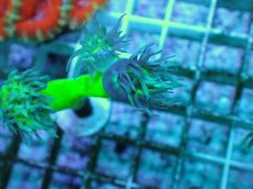 画像2: No.2 オーストラリア産 ウィスカーズコーラル (2)