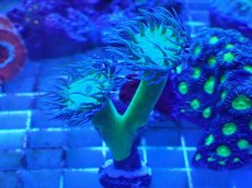 画像1: No.3 オーストラリア産 ウィスカーズコーラル (1)