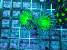 画像2: No.3 オーストラリア産 ウィスカーズコーラル (2)