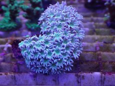 画像1: No.01　フィジー産 クダサンゴ (1)