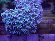 画像2: No.01　フィジー産 クダサンゴ (2)