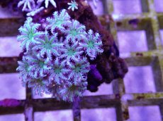 画像1: No.02　フィジー産 クダサンゴ (1)