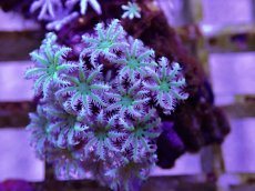 画像2: No.02　フィジー産 クダサンゴ (2)