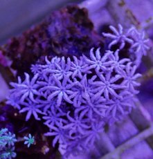 画像1: No.03　フィジー産 クダサンゴ (1)